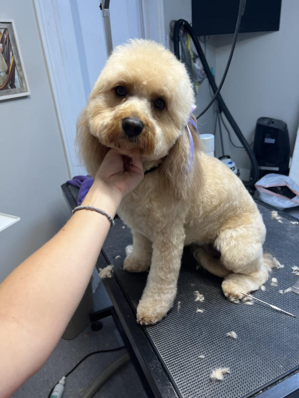 A dog freshly groomed at Pad & Paw, photo 170 of 170