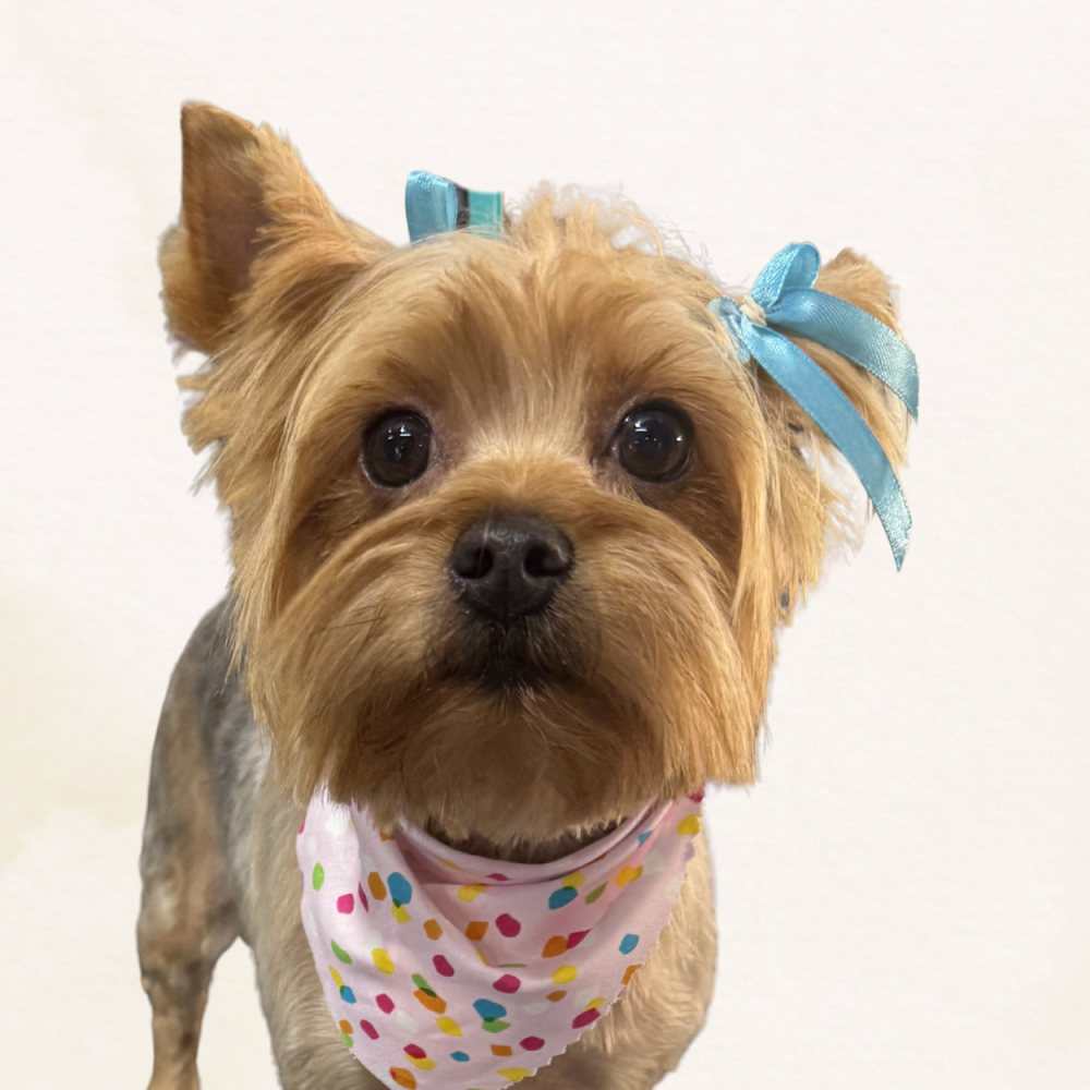 Yorkshire terrier with blue bows and a polka-dot bandana