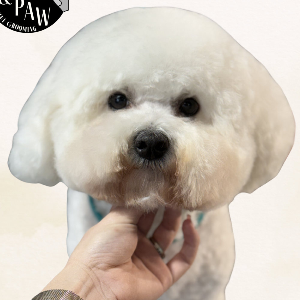 Fluffy white bichon frise