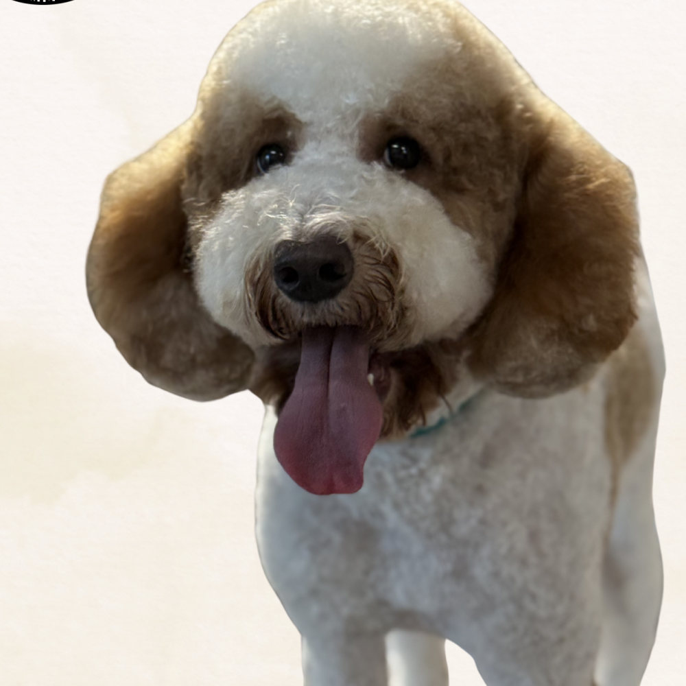 Brown-and-white doodle with a teddy bear face