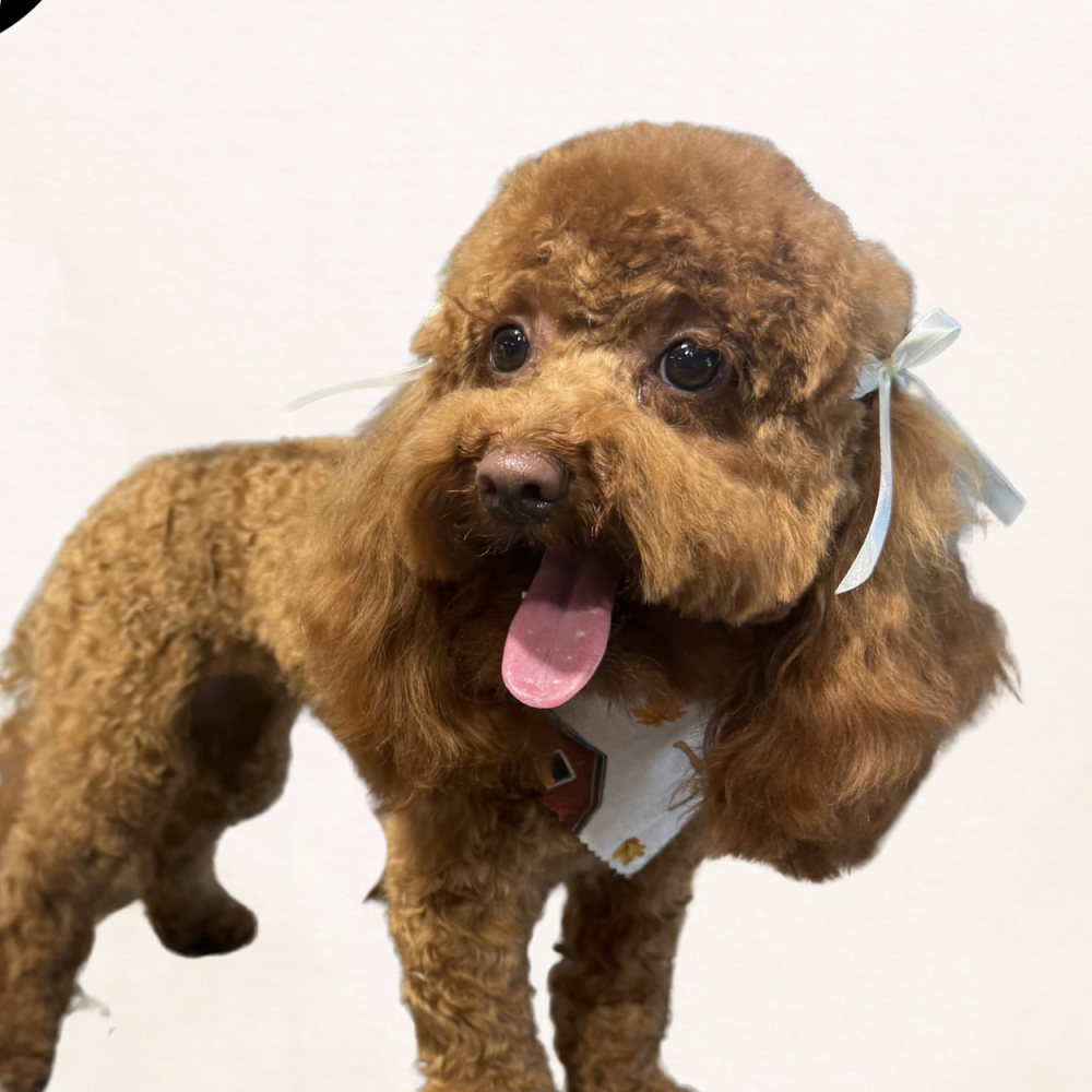 Red toy poodle with a fresh trim