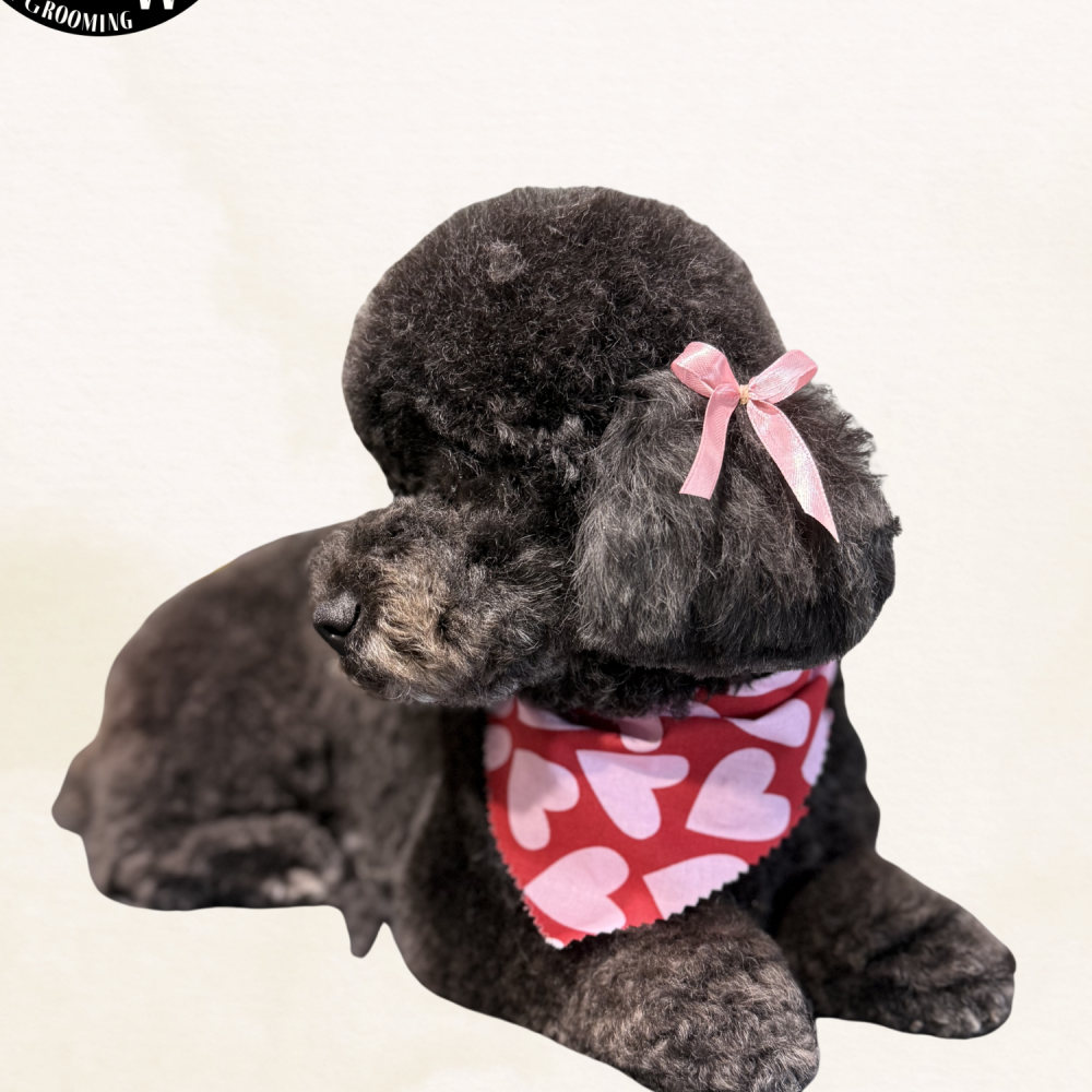 Black poodle in a heart bandana