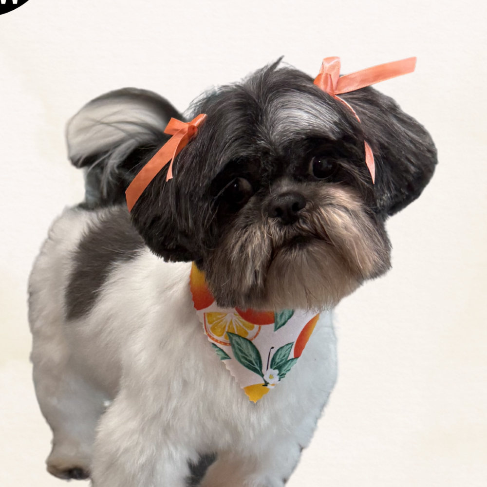 Shih tzu with orange bows