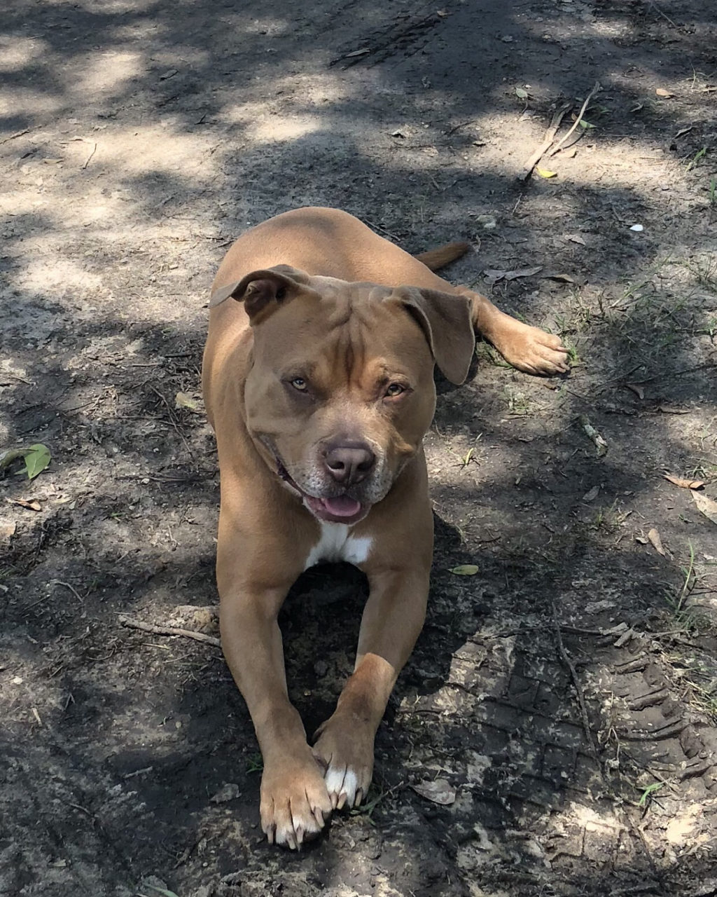 A happy pit bull mix lying in the dirt and leaves, in need of a bath