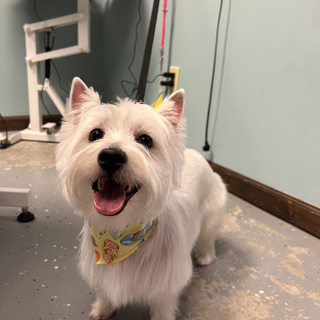 A fluffy white West Highland terrier, bright and clean after a bath