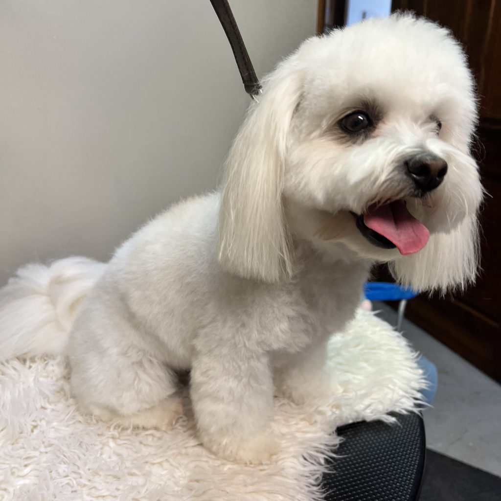 A white Maltese relaxing on a fleece mat after a solo groom