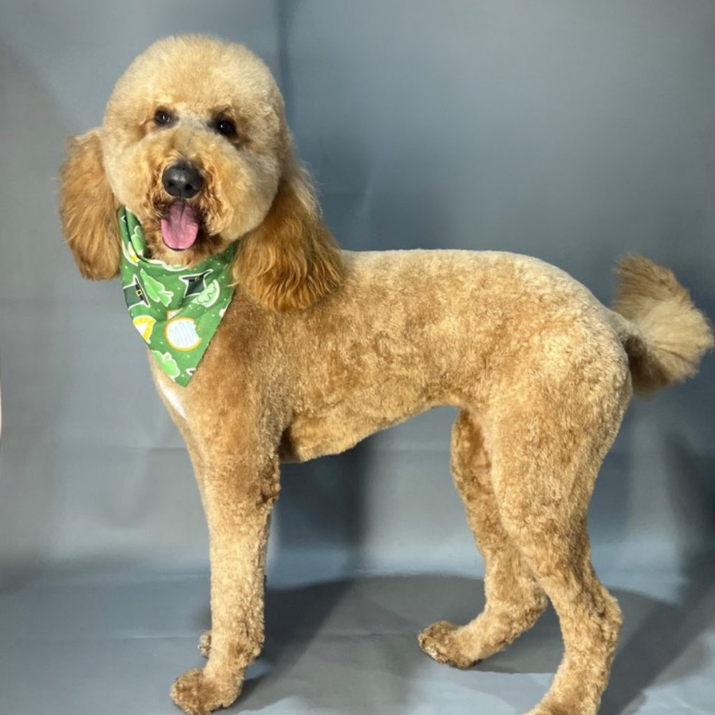An apricot poodle in a green bandana after a full groom