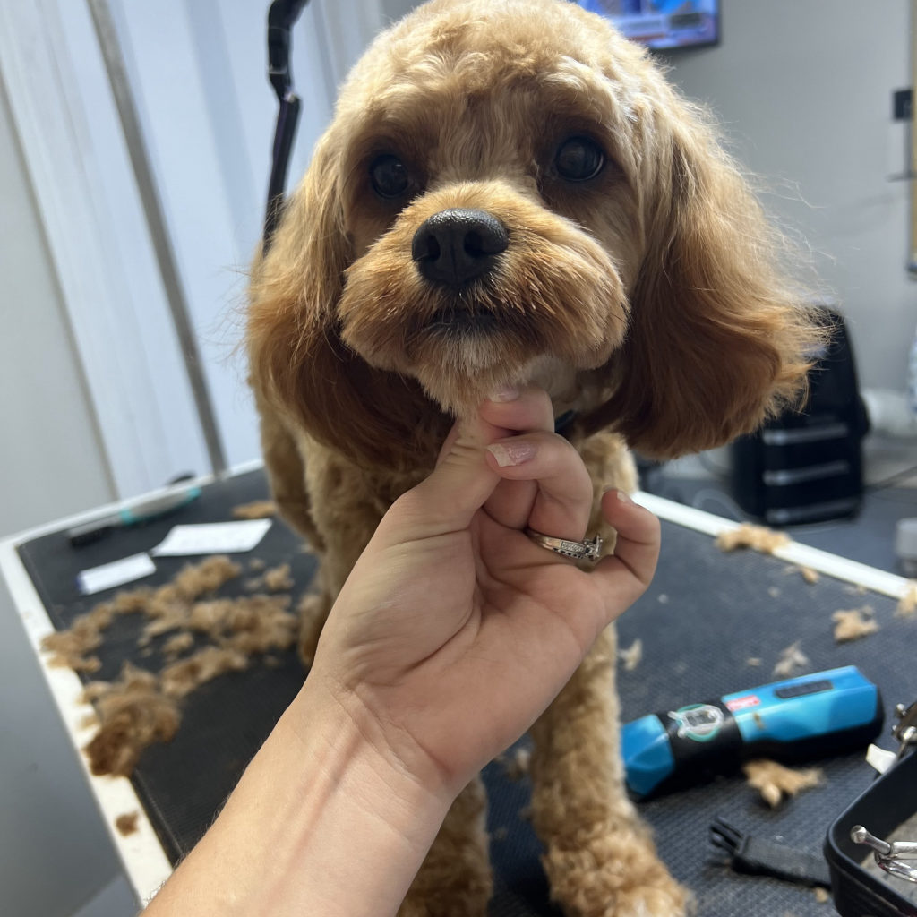 A groomer tidying a cavapoo's face