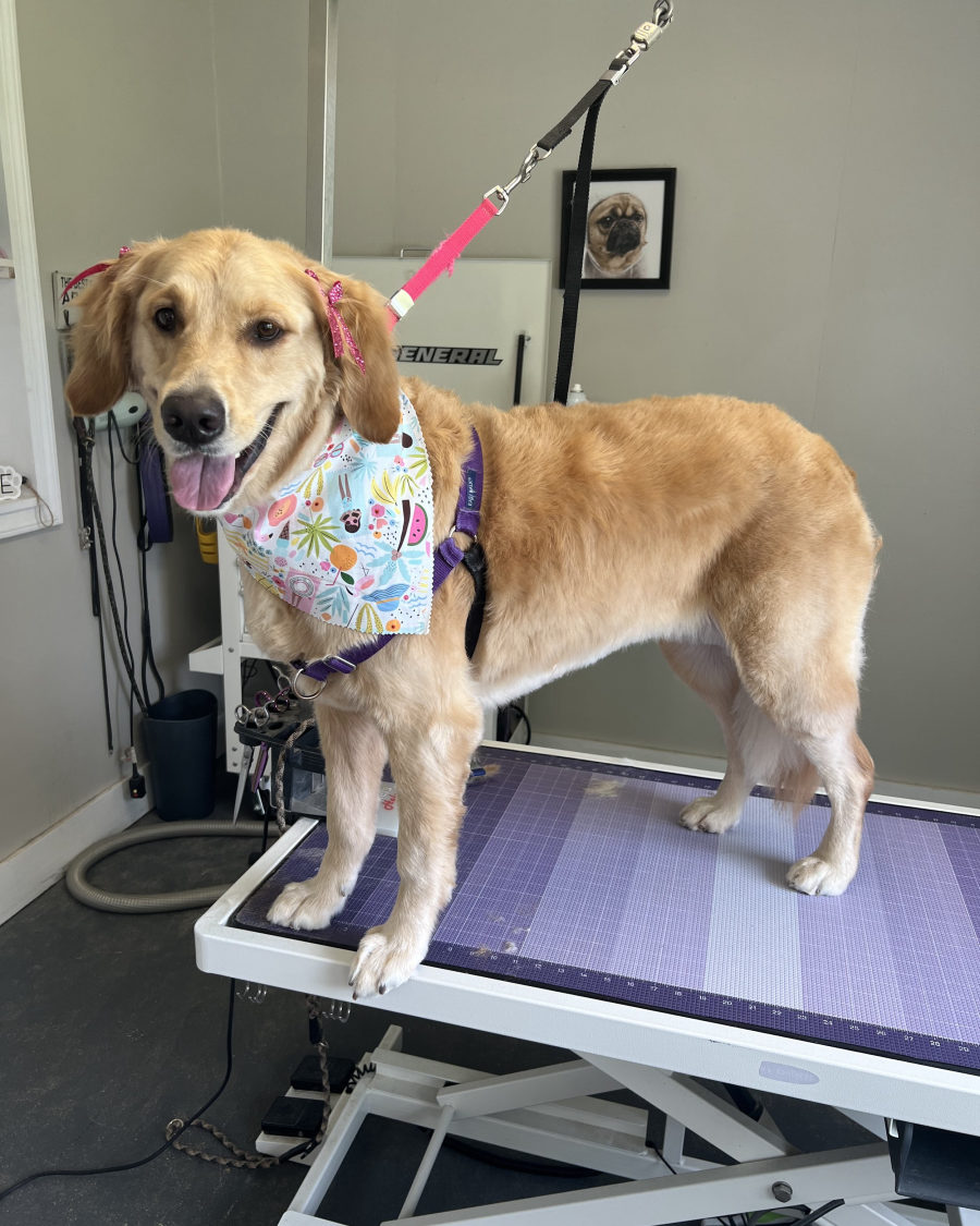 A golden retriever in a floral bandana, fresh off the grooming table