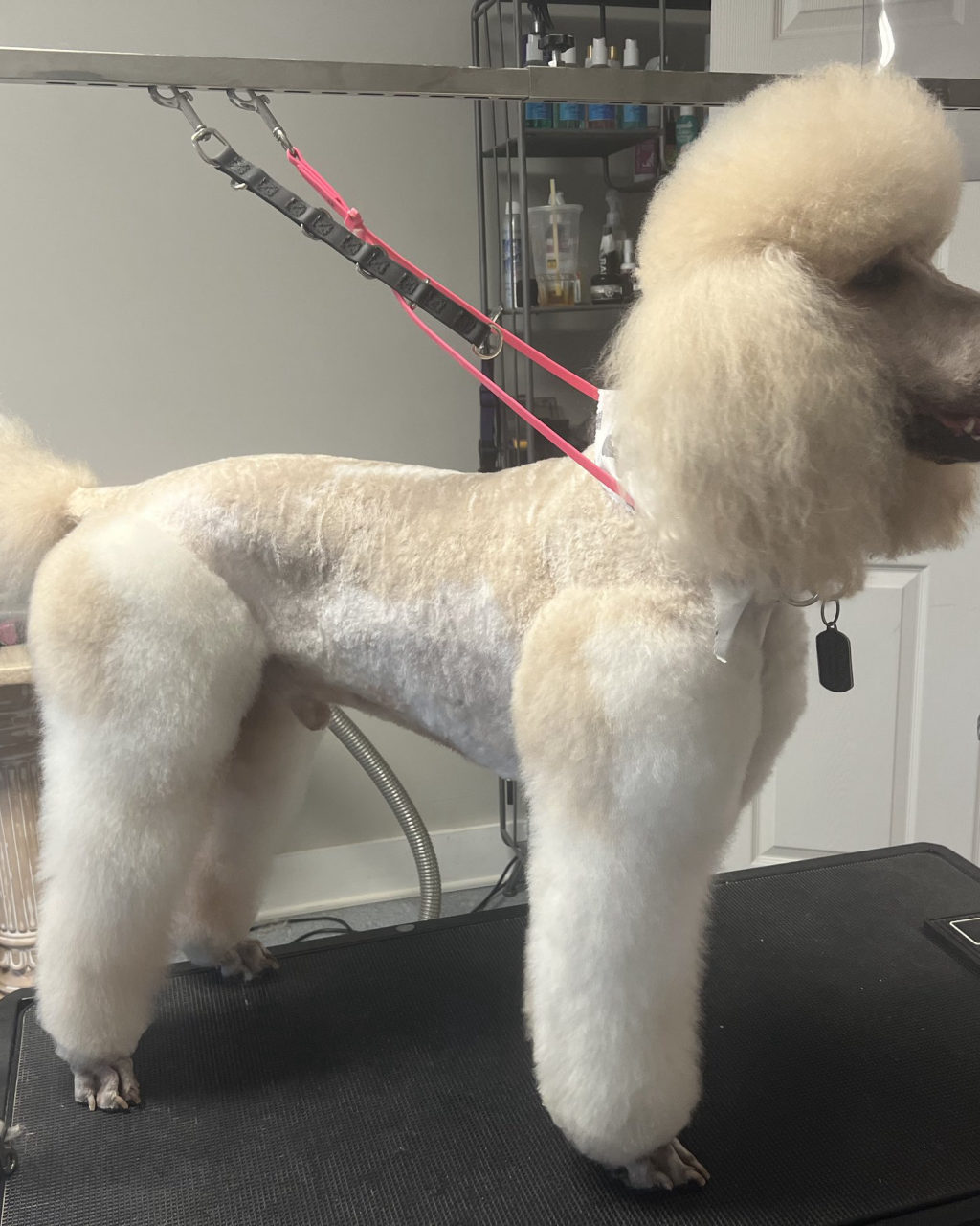 A standard poodle after a show-style groom