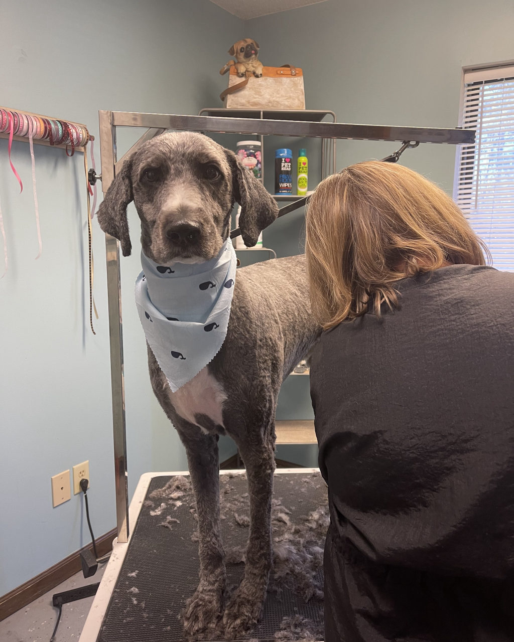 A groomer finishing a doodle's trim at the table
